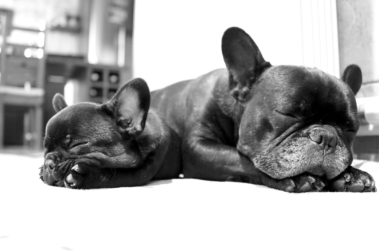 Gelassenheit 1 Hunde